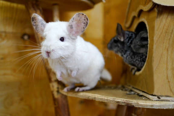 &Ecy;&kcy;&scy;&kcy;&ucy;&rcy;&scy;&icy;&yacy; &vcy; &laquo;&Scy;&tcy;&rcy;&acy;&ncy;&ucy; &IEcy;&ncy;&ocy;&tcy;&icy;&yacy;&raquo;