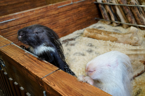 &Ecy;&kcy;&scy;&kcy;&ucy;&rcy;&scy;&icy;&yacy; &vcy; &laquo;&Scy;&tcy;&rcy;&acy;&ncy;&ucy; &IEcy;&ncy;&ocy;&tcy;&icy;&yacy;&raquo;