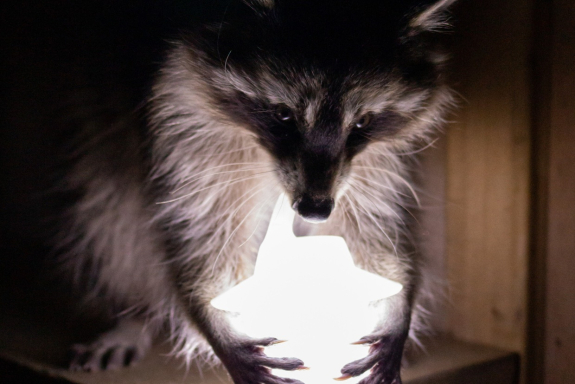 &Ncy;&ocy;&chcy;&ncy;&ocy;&jcy; &zcy;&ocy;&ocy;&pcy;&acy;&rcy;&kcy;