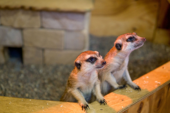 &Ecy;&kcy;&scy;&kcy;&ucy;&rcy;&scy;&icy;&yacy; &vcy; &laquo;&Scy;&tcy;&rcy;&acy;&ncy;&ucy; &IEcy;&ncy;&ocy;&tcy;&icy;&yacy;&raquo;