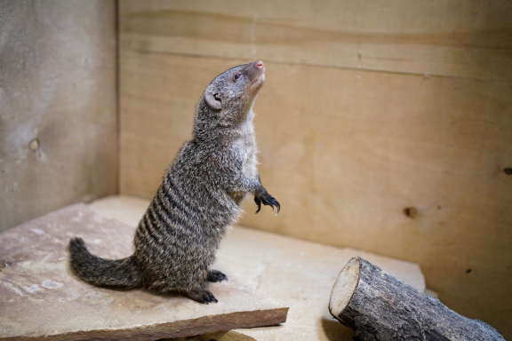 &Ecy;&kcy;&scy;&kcy;&ucy;&rcy;&scy;&icy;&yacy; &vcy; &laquo;&Scy;&tcy;&rcy;&acy;&ncy;&ucy; &IEcy;&ncy;&ocy;&tcy;&icy;&yacy;&raquo;